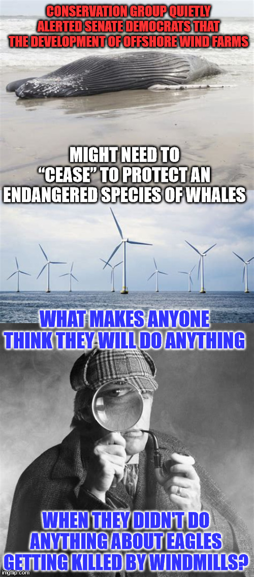 The DC swamp doesn't care about the environment... that's a myth | CONSERVATION GROUP QUIETLY ALERTED SENATE DEMOCRATS THAT THE DEVELOPMENT OF OFFSHORE WIND FARMS; MIGHT NEED TO “CEASE” TO PROTECT AN ENDANGERED SPECIES OF WHALES; WHAT MAKES ANYONE THINK THEY WILL DO ANYTHING; WHEN THEY DIDN'T DO ANYTHING ABOUT EAGLES GETTING KILLED BY WINDMILLS? | image tagged in democrat,hypocrites | made w/ Imgflip meme maker