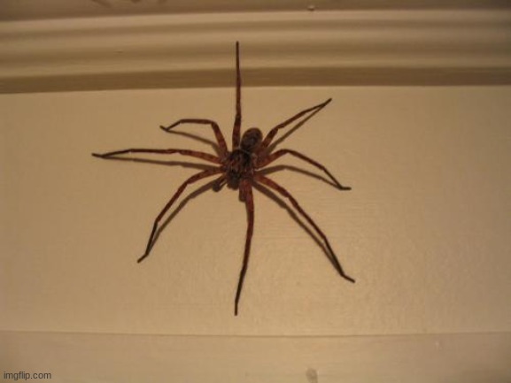 Scumbag Spider | image tagged in scumbag spider | made w/ Imgflip meme maker