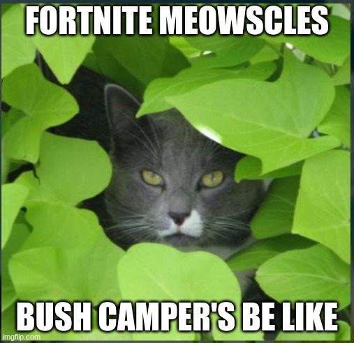 bush campers | FORTNITE MEOWSCLES; BUSH CAMPER'S BE LIKE | image tagged in cat in bush | made w/ Imgflip meme maker