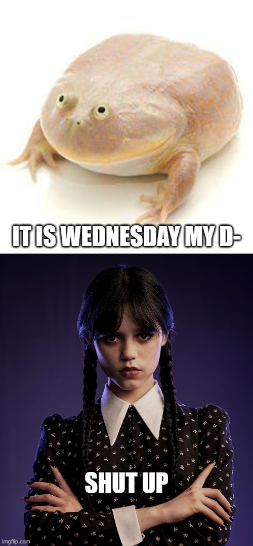 IT IS WEDNESDAY MY D-; SHUT UP | image tagged in wednesday frog blank,wednesday,wednesday addams,it is wednesday my dudes,frog,addams family | made w/ Imgflip meme maker