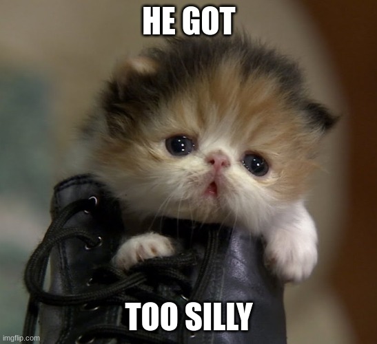 Kitten in shoe | HE GOT TOO SILLY | image tagged in kitten in shoe | made w/ Imgflip meme maker