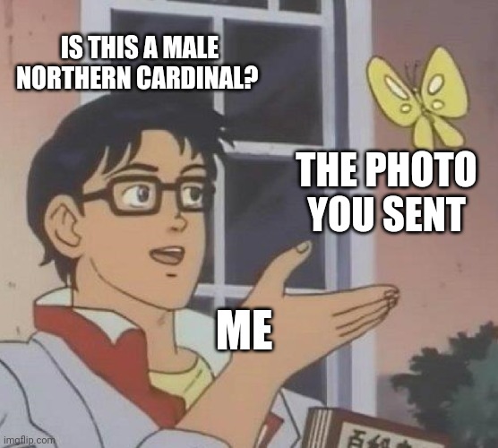 Is This A Pigeon Meme | IS THIS A MALE NORTHERN CARDINAL? THE PHOTO YOU SENT ME | image tagged in memes,is this a pigeon | made w/ Imgflip meme maker