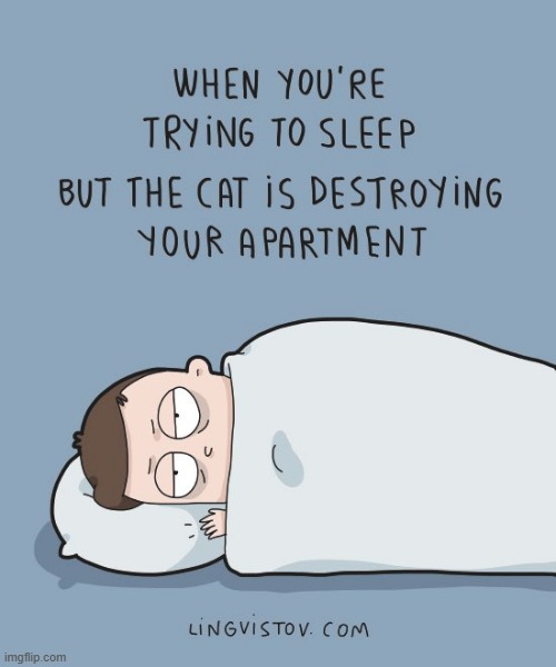 A Cat Guy's Way Of Thinking | image tagged in memes,comics,trying to sleep,cats,destroy,apartment | made w/ Imgflip meme maker