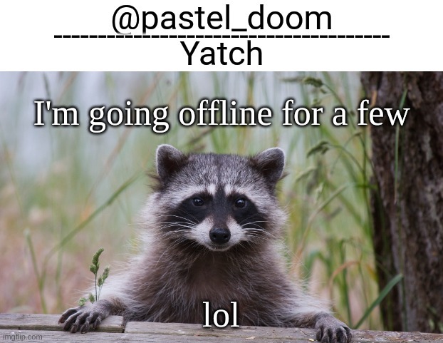 Yachi's raccoon temp (thank you Badoo) | I'm going offline for a few; lol | image tagged in yachi's raccoon temp thank you badoo | made w/ Imgflip meme maker