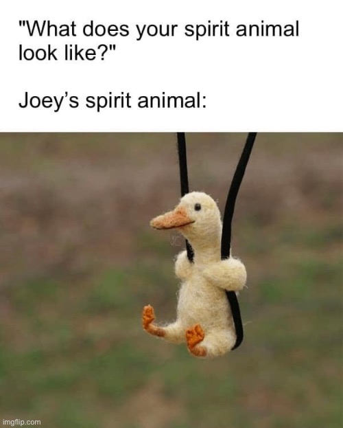 Spirit animal | image tagged in ducks,repost,animals,memes,funny,spirit animal | made w/ Imgflip meme maker