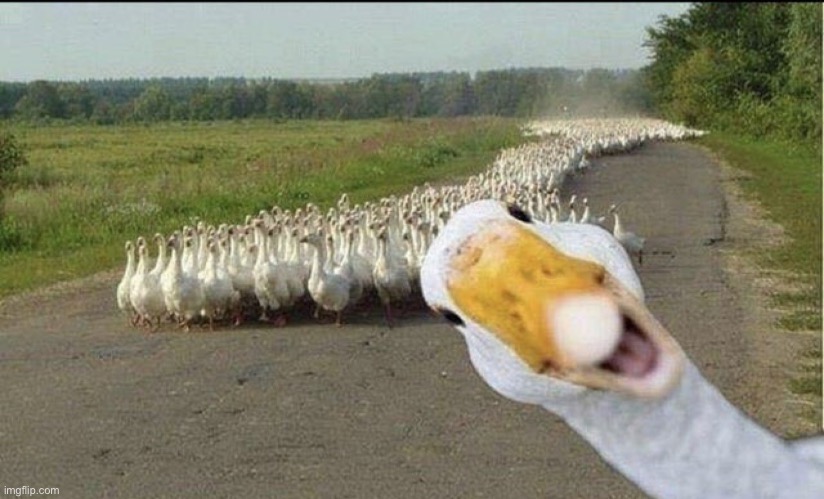 Run! | image tagged in run,animals,ducks,memes,funny,duck | made w/ Imgflip meme maker