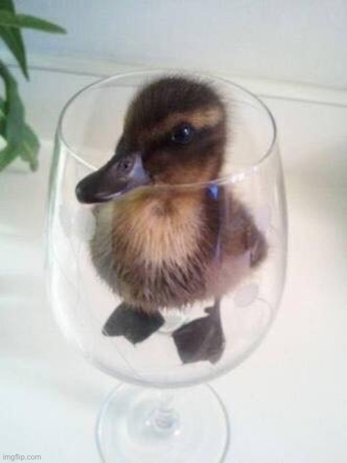Duck in a Cup | image tagged in duck,cup,memes,funny,animals,cute | made w/ Imgflip meme maker