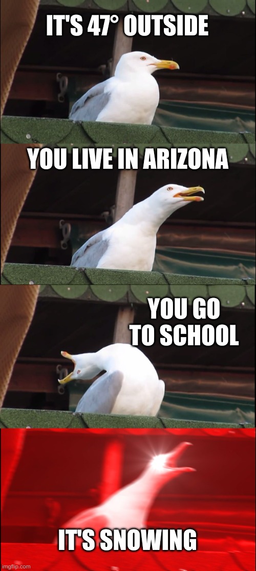 the best kind of days | IT'S 47° OUTSIDE; YOU LIVE IN ARIZONA; YOU GO TO SCHOOL; IT'S SNOWING | image tagged in memes,inhaling seagull,arizona,snow,school | made w/ Imgflip meme maker