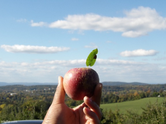 "View From The Orchard" | image tagged in photography | made w/ Imgflip meme maker