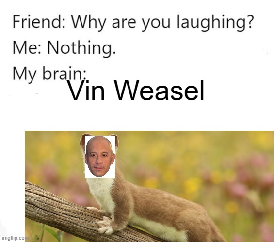 Vin Weasel | Vin Weasel | image tagged in weasel,vin diesel,why are you laughing | made w/ Imgflip meme maker