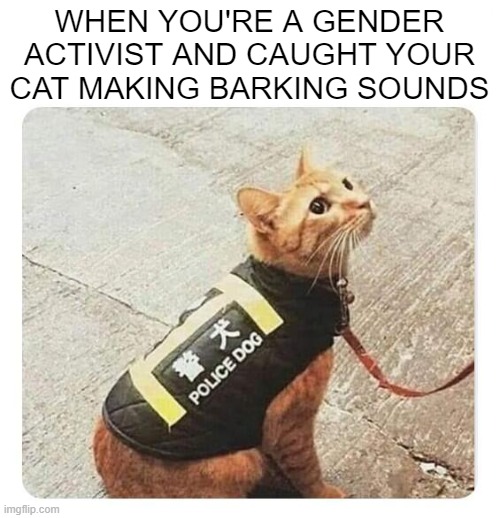 WHEN YOU'RE A GENDER ACTIVIST AND CAUGHT YOUR CAT MAKING BARKING SOUNDS | image tagged in gender identity,funny | made w/ Imgflip meme maker