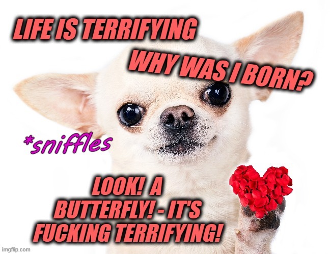 image tagged in dogs,funny,chihuahua | made w/ Imgflip meme maker