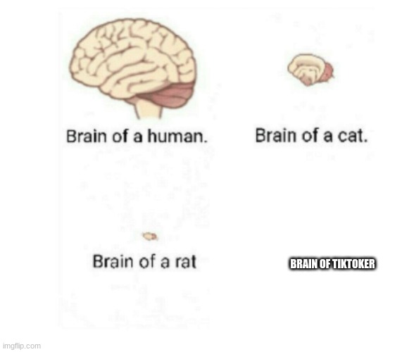 brain size comparison | BRAIN OF TIKTOKER | image tagged in brain size comparison | made w/ Imgflip meme maker