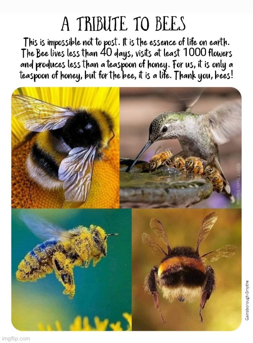 Tribute to the Bees | image tagged in bees,tribute,wholesome,memes,funny,bee | made w/ Imgflip meme maker