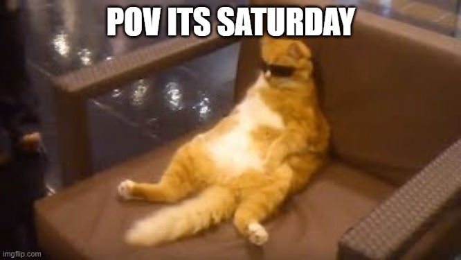 POV ITS SATURDAY | image tagged in cat | made w/ Imgflip meme maker