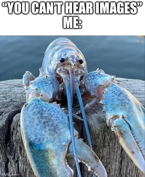 *blue lobster sound* |  “YOU CAN’T HEAR IMAGES”
ME: | image tagged in the blue lobster | made w/ Imgflip meme maker