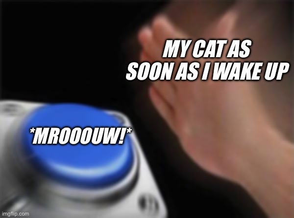 Blank Nut Button | MY CAT AS SOON AS I WAKE UP; *MROOOUW!* | image tagged in memes,blank nut button | made w/ Imgflip meme maker