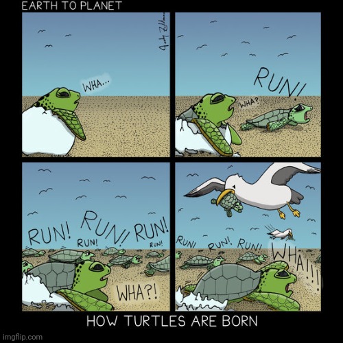 How turtles are born | image tagged in turtles,turtle,stork,born,comics,comics/cartoons | made w/ Imgflip meme maker
