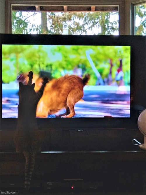 My Cat Watching DogTV (1.23.23) | image tagged in cats,photography,my life,cat lady | made w/ Imgflip meme maker