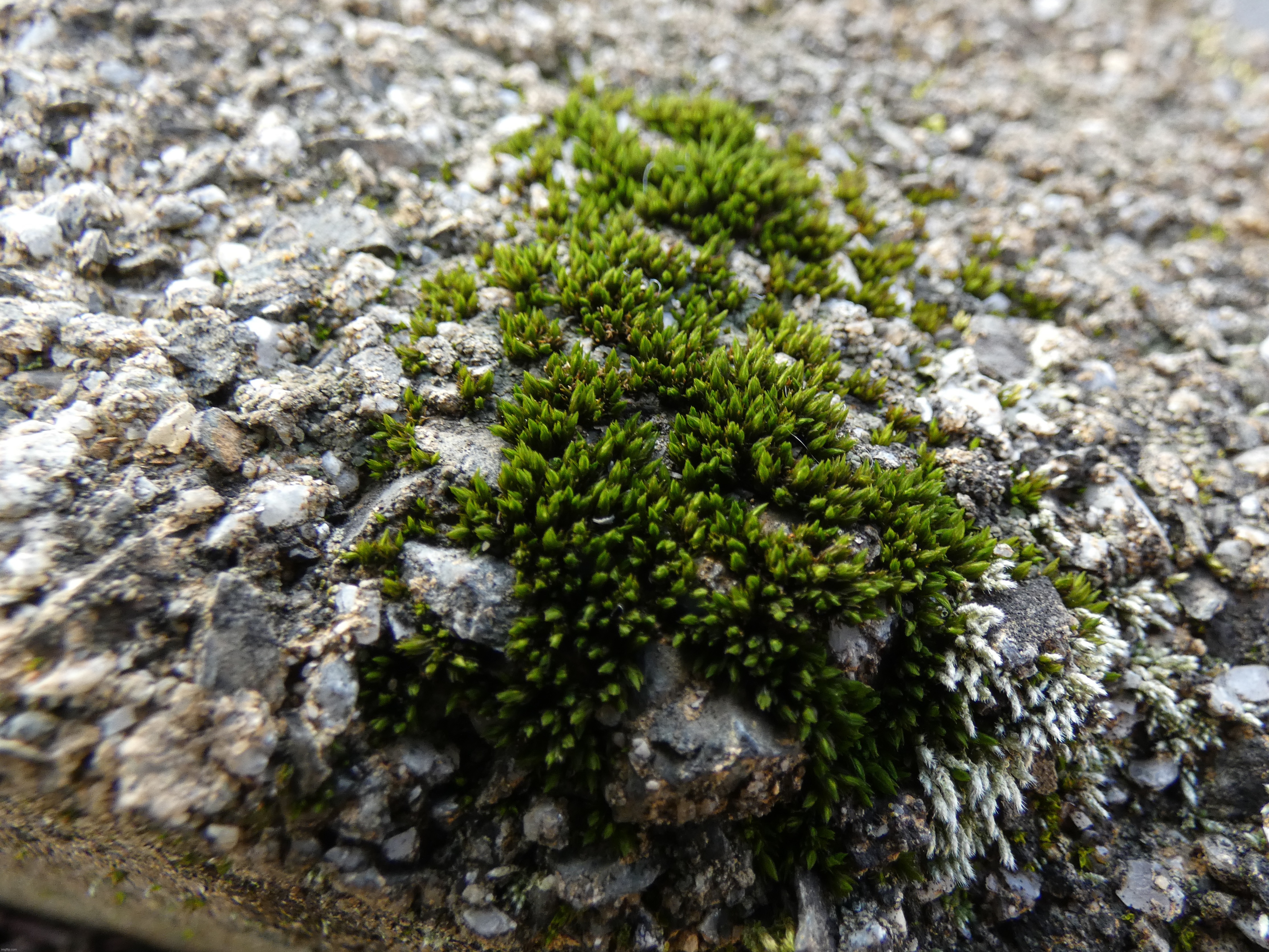 A macro photo of some moss | image tagged in share your own photos | made w/ Imgflip meme maker