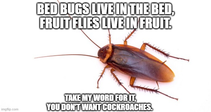 Roaches | BED BUGS LIVE IN THE BED,
FRUIT FLIES LIVE IN FRUIT. TAKE MY WORD FOR IT, YOU DON'T WANT COCKROACHES. | image tagged in memes,roach | made w/ Imgflip meme maker