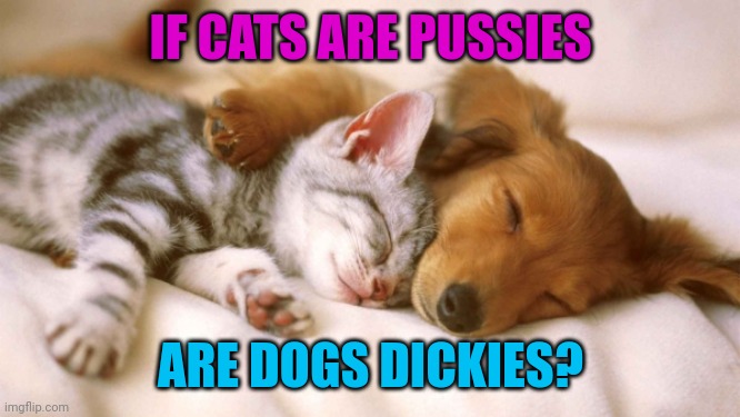cats and dogs sleeping together | IF CATS ARE PUSSIES ARE DOGS DICKIES? | image tagged in cats and dogs sleeping together | made w/ Imgflip meme maker