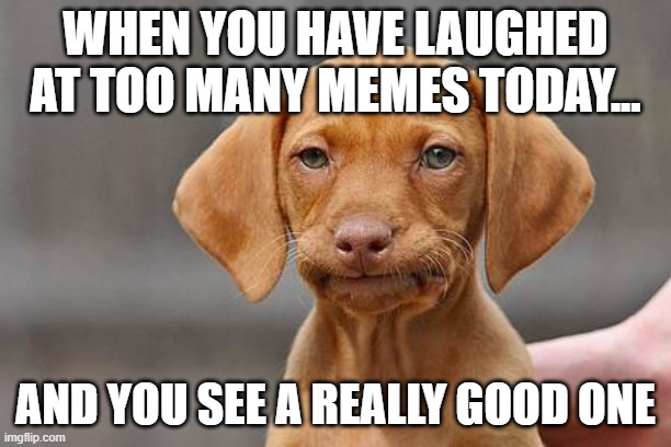 Too Many Memes | WHEN YOU HAVE LAUGHED AT TOO MANY MEMES TODAY... AND YOU SEE A REALLY GOOD ONE | image tagged in dissapointed puppy,laughing,memes | made w/ Imgflip meme maker