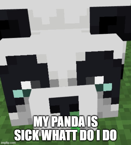 WHAT DO I DO | MY PANDA IS SICK WHATT DO I DO | image tagged in sad | made w/ Imgflip meme maker