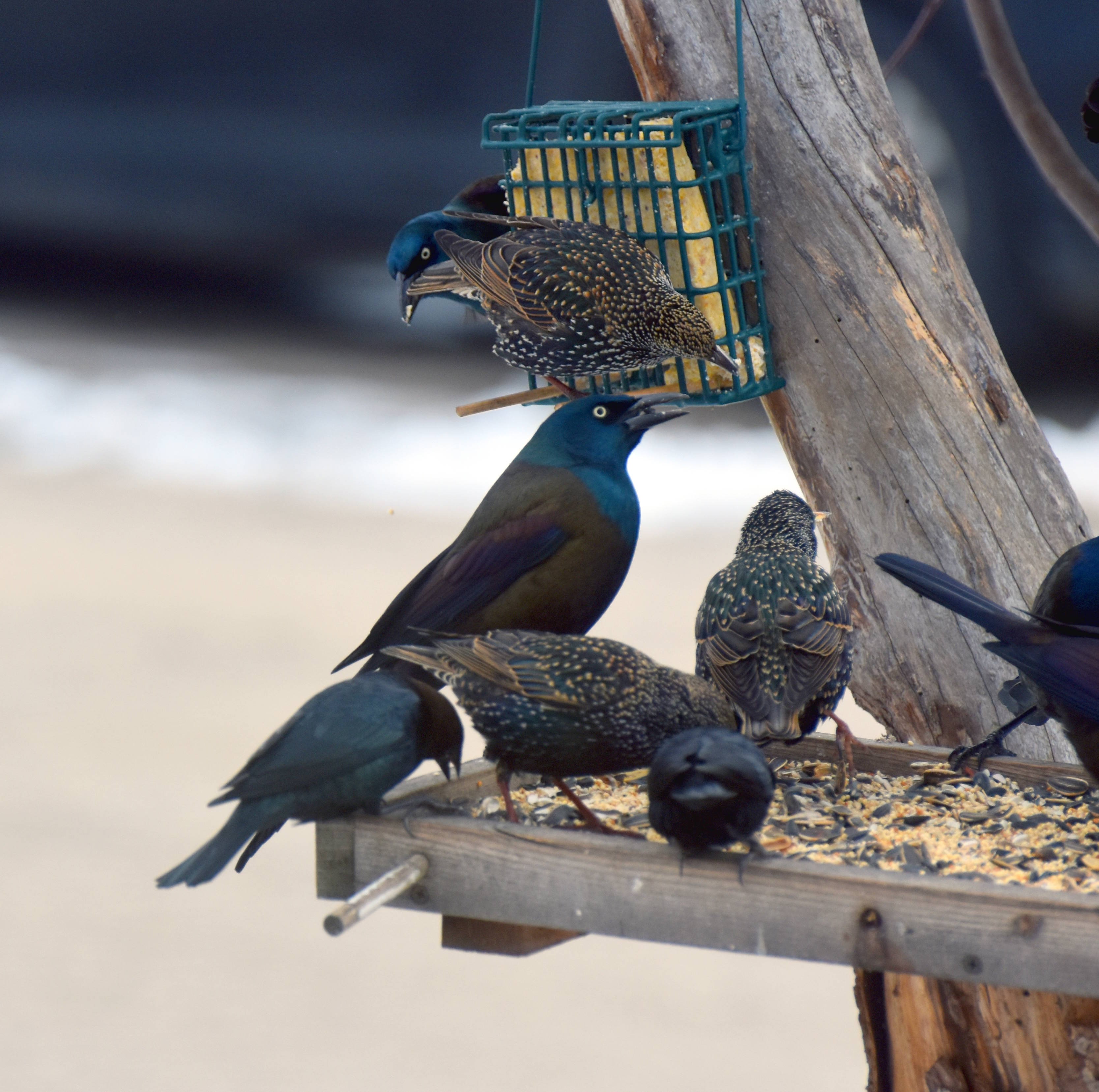 Grackles and starlings | image tagged in grackles and starlings,kewlew,nikon d3400 | made w/ Imgflip meme maker