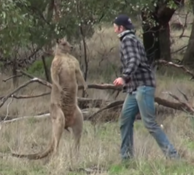 kangarooPunch Blank Meme Template