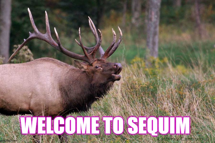 Screaming elk | WELCOME TO SEQUIM | image tagged in screaming elk | made w/ Imgflip meme maker