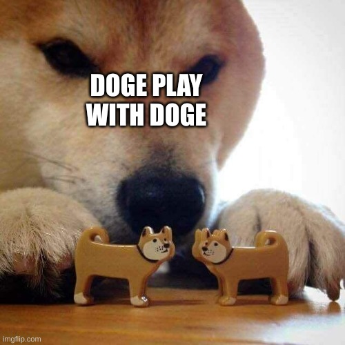 dog now kiss  | DOGE PLAY WITH DOGE | image tagged in dog now kiss | made w/ Imgflip meme maker