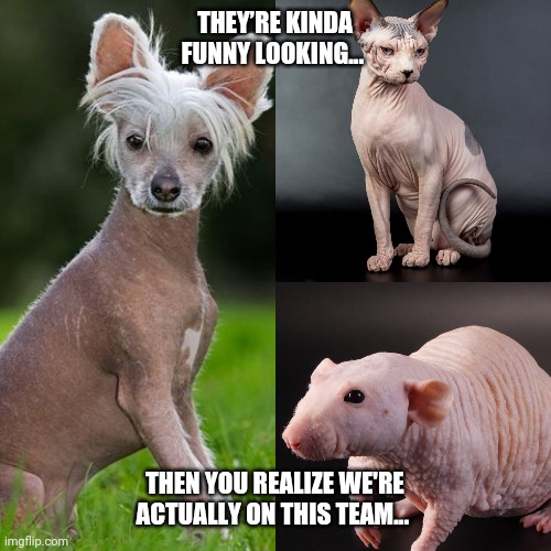 We Chose Poorly | THEY’RE KINDA FUNNY LOOKING... THEN YOU REALIZE WE'RE ACTUALLY ON THIS TEAM... | image tagged in dog,cat | made w/ Imgflip meme maker