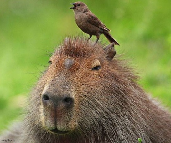 dank capybara | image tagged in dank capybara | made w/ Imgflip meme maker