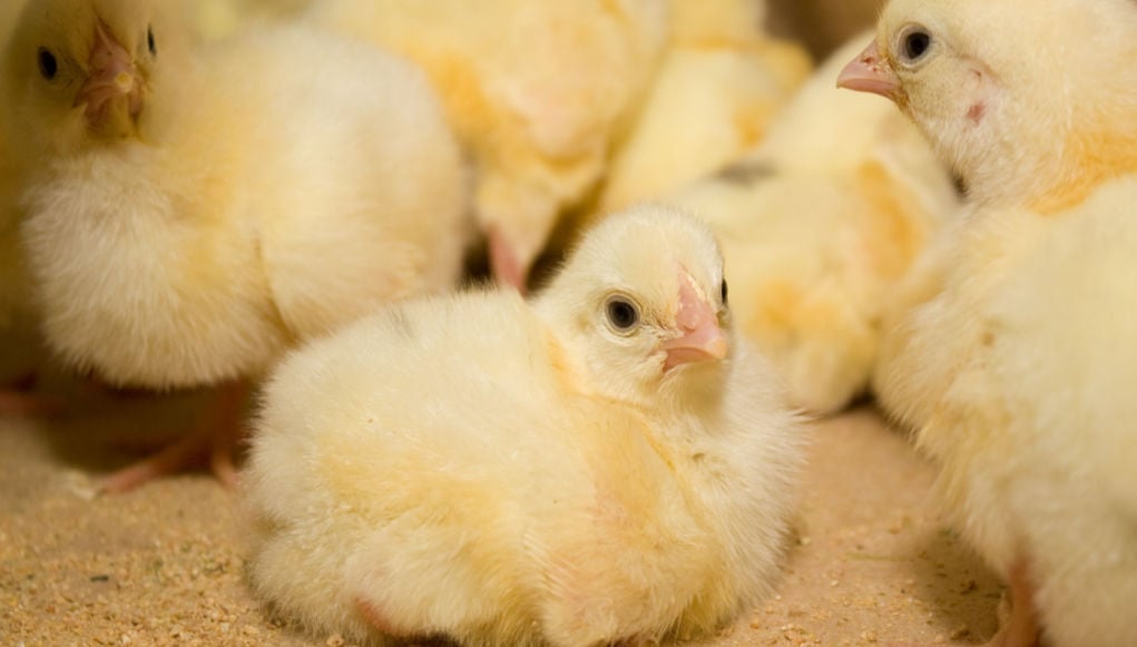 Funny chicks Blank Meme Template