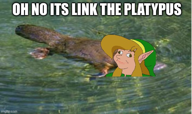 Platypus by Strongly Opinionated Platypus | OH NO ITS LINK THE PLATYPUS | image tagged in platypus by strongly opinionated platypus | made w/ Imgflip meme maker