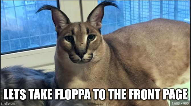 take this guy to the front page | LETS TAKE FLOPPA TO THE FRONT PAGE | image tagged in floppa | made w/ Imgflip meme maker