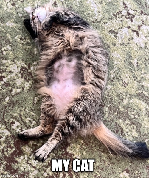MY CAT | image tagged in cats | made w/ Imgflip meme maker
