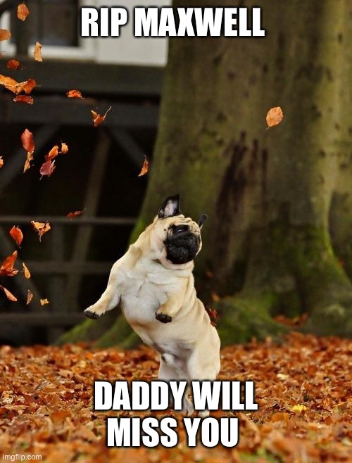 Fall Pug | RIP MAXWELL; DADDY WILL MISS YOU | image tagged in fall pug | made w/ Imgflip meme maker