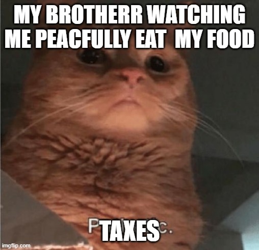 Pathetic Cat | MY BROTHERR WATCHING ME PEACFULLY EAT  MY FOOD; TAXES | image tagged in pathetic cat | made w/ Imgflip meme maker