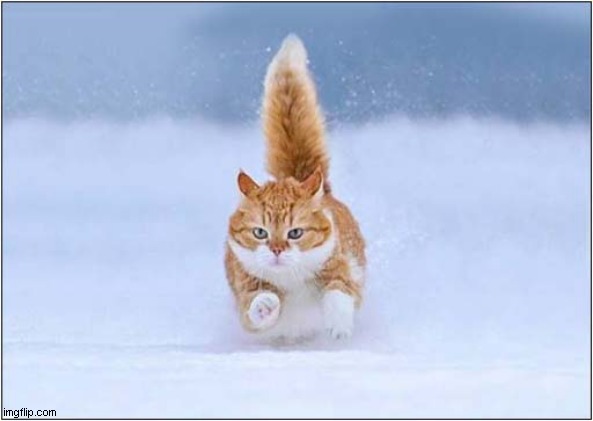 Dashing Through The Snow ! | image tagged in cats,dashing,snow | made w/ Imgflip meme maker