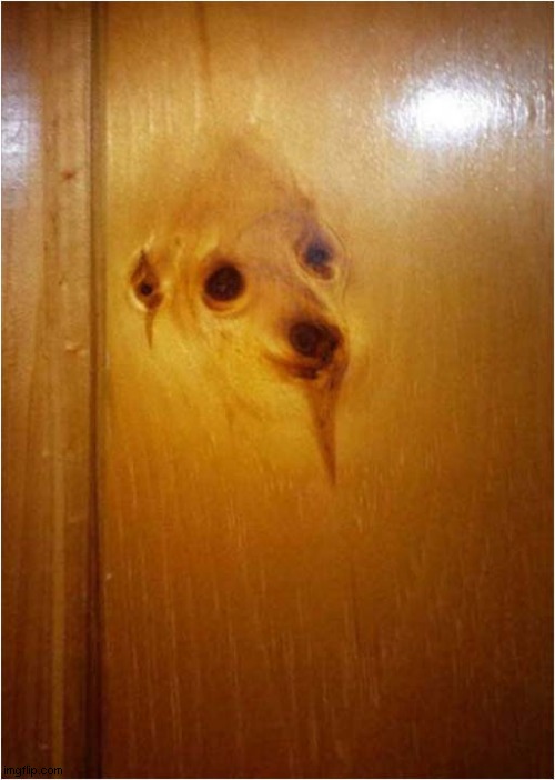 Is That The Ghost Of A Dog In The Door ? | image tagged in dogs,ghost,door | made w/ Imgflip meme maker