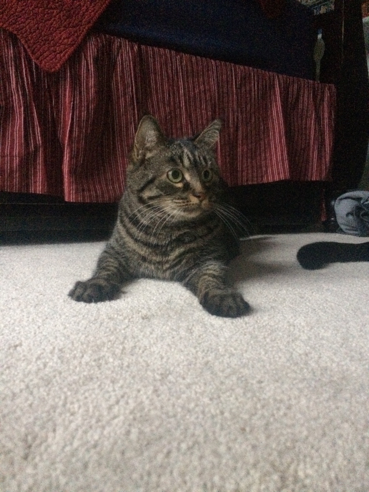 High Quality Tumbles Blank Meme Template