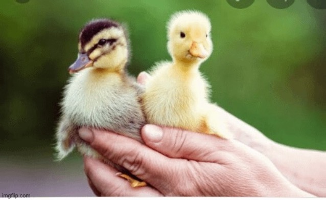 Duck baby | image tagged in duck,baby,ducks,cute,memes,quack | made w/ Imgflip meme maker