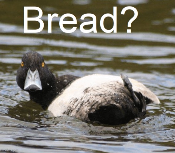 Bread? | image tagged in ducks,duck,bread,funny,memes,quack | made w/ Imgflip meme maker