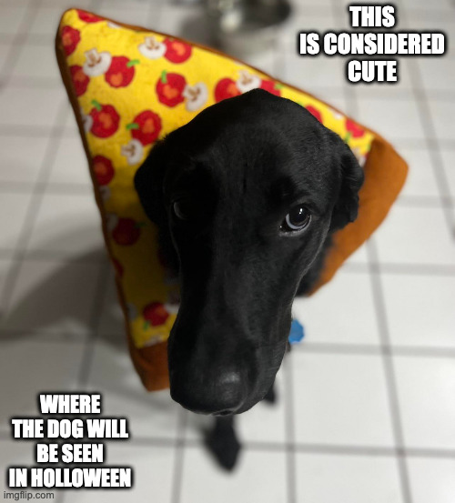 Dog With Pizza Suit | THIS IS CONSIDERED CUTE; WHERE THE DOG WILL BE SEEN IN HOLLOWEEN | image tagged in dogs,memes | made w/ Imgflip meme maker