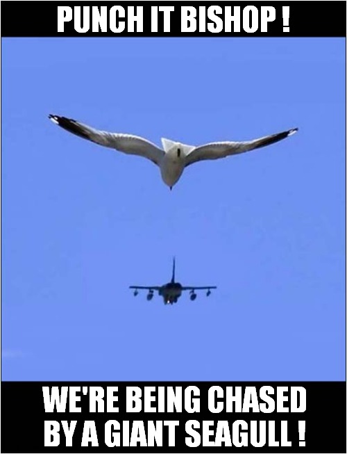 It's Behind You ! | PUNCH IT BISHOP ! WE'RE BEING CHASED BY A GIANT SEAGULL ! | image tagged in fun,seagull,fighter jet,chased,optical illusion | made w/ Imgflip meme maker