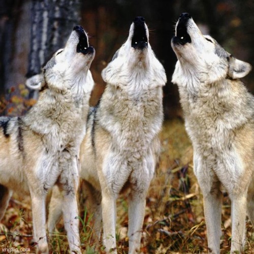 Wolf chorus | image tagged in wolf chorus | made w/ Imgflip meme maker