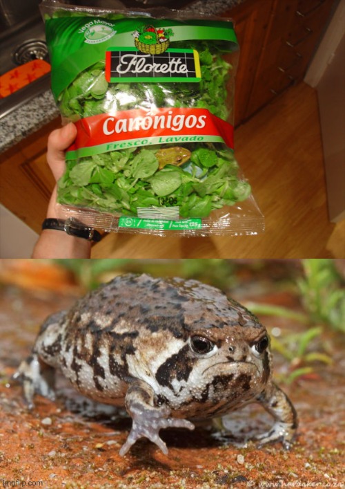 Frog inside | image tagged in memes,grumpy toad,frog,frogs,you had one job,vegetable | made w/ Imgflip meme maker
