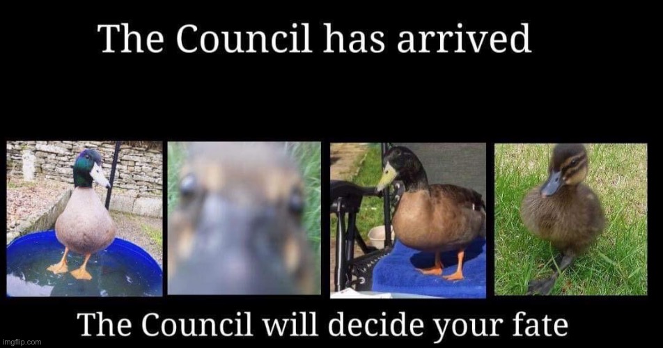 The Council will decide your fate. | image tagged in ducks,quack,memes,the council will decide your fate,funny,duck | made w/ Imgflip meme maker